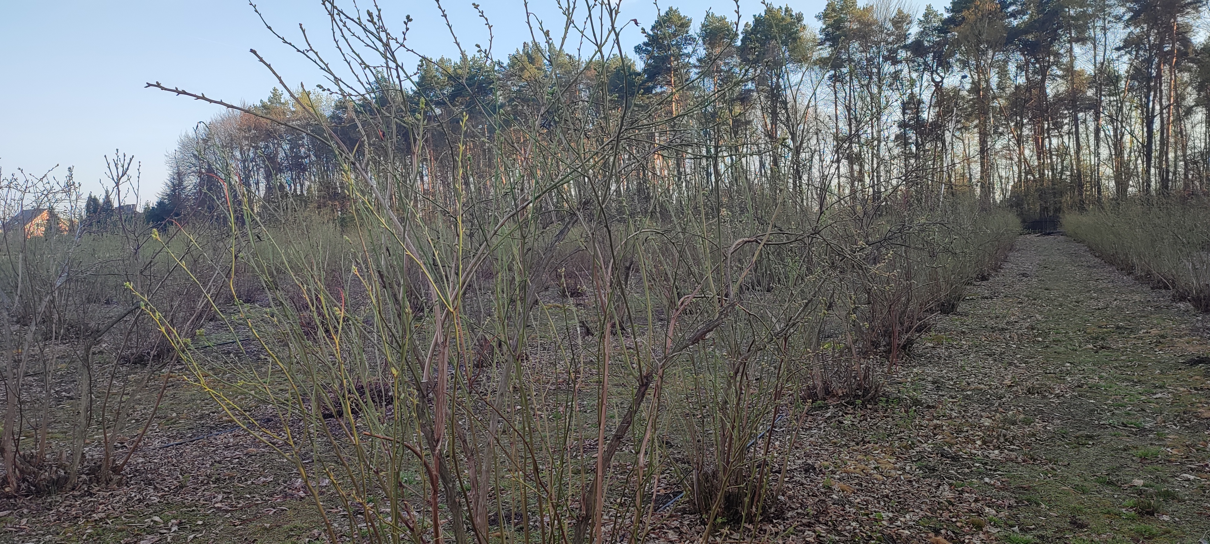 Plantacja borówki wiosną — rzędy krzewów